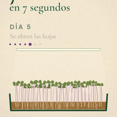 7 días en 7 segundos 🌱