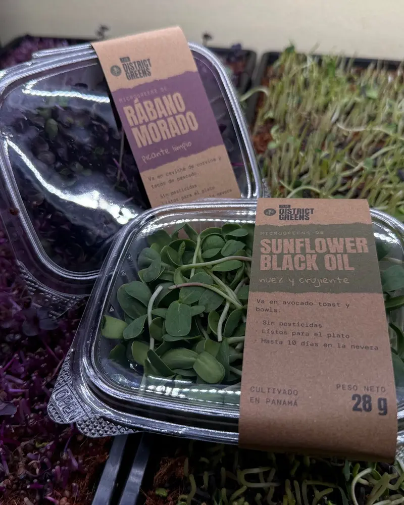 Packs de 28 g de Sunflower Black Oil y Rábano Morado con su faja kraft, sobre las bandejas